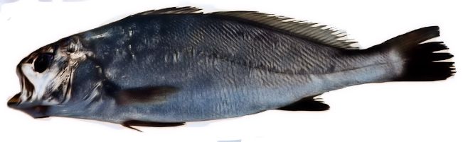 Argyrosomus regius_07.jpg